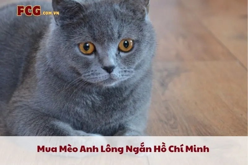 Mua Mèo Anh Lông Ngắn Hồ Chí Minh 2025: Top 11 Địa Chỉ Cung Cấp Chất Lượng